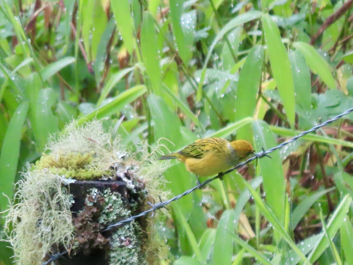 Silver-throated Tanager - ML621655350