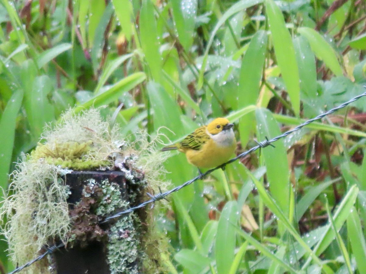 Silver-throated Tanager - ML621655351