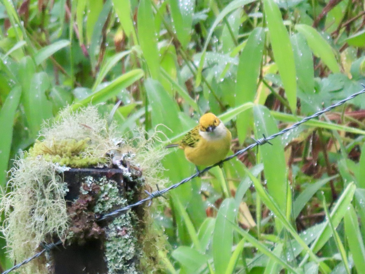 Silver-throated Tanager - ML621655352