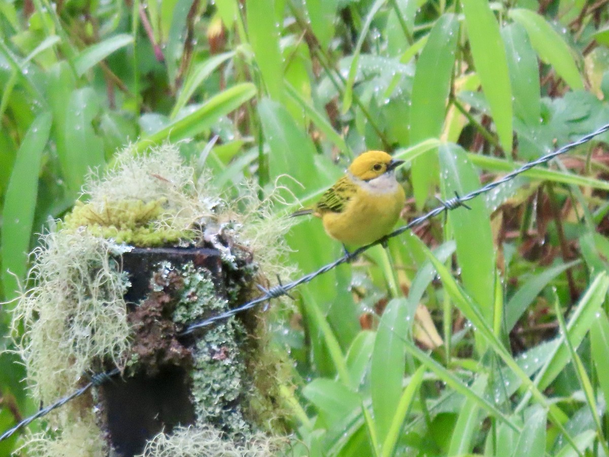 Silver-throated Tanager - ML621655353