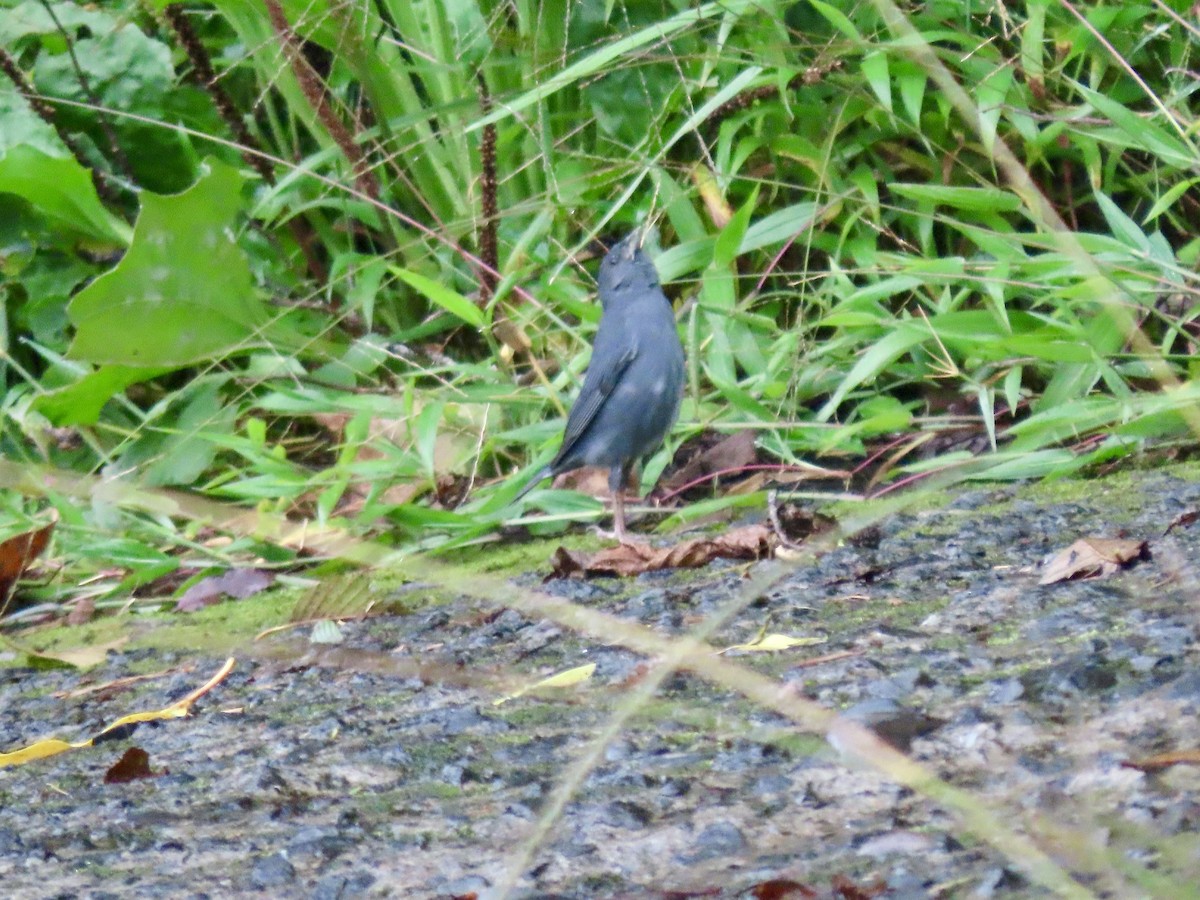 Slaty Finch - Alan  Troyer