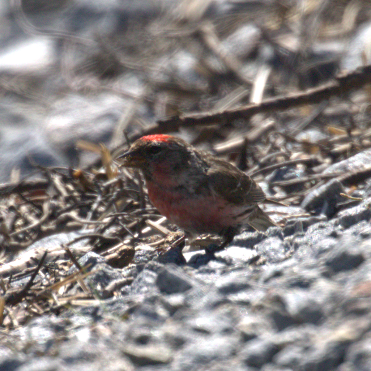 Common Redpoll - ML621655371