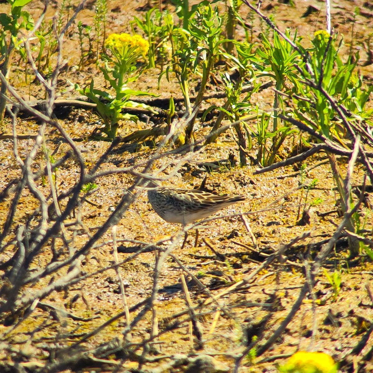 Pectoral Sandpiper - ML621655373