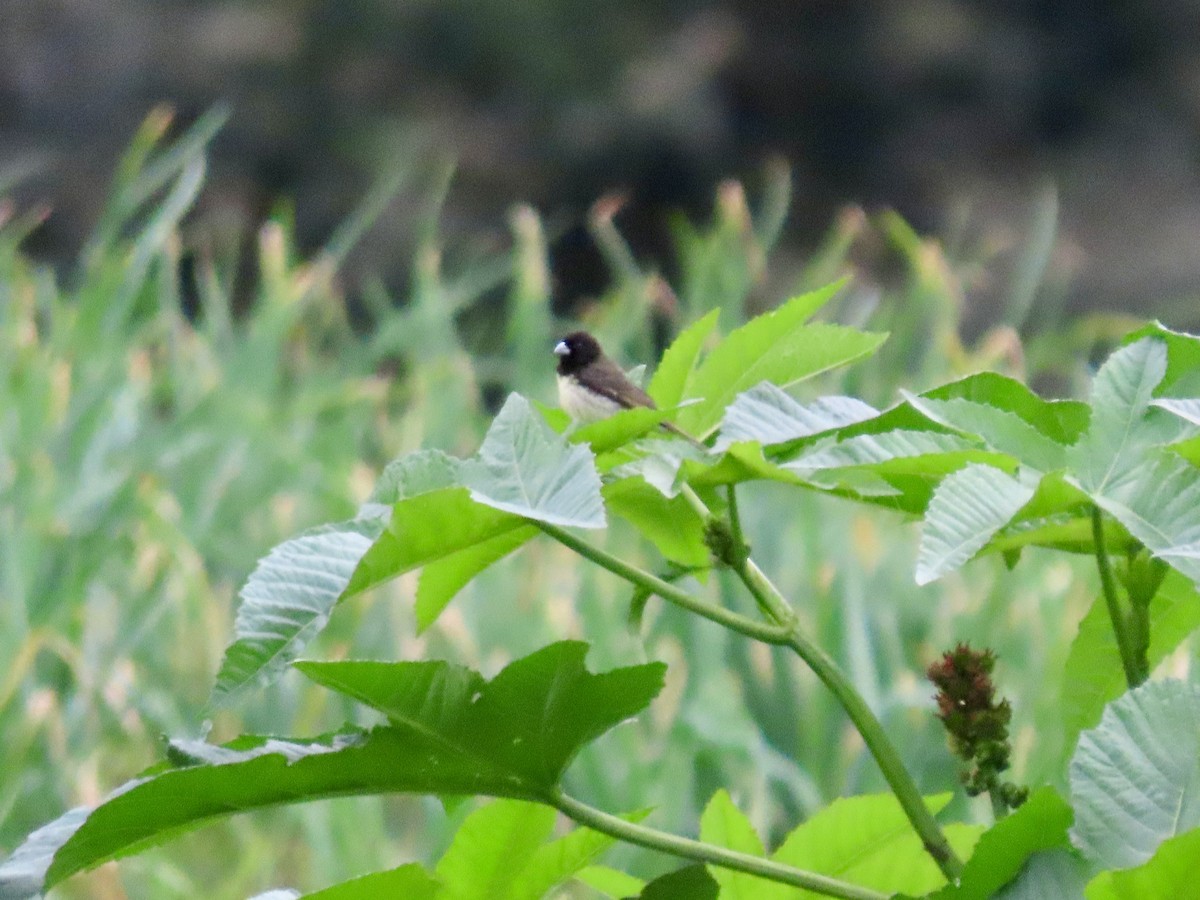 Yellow-bellied Seedeater - ML621655395