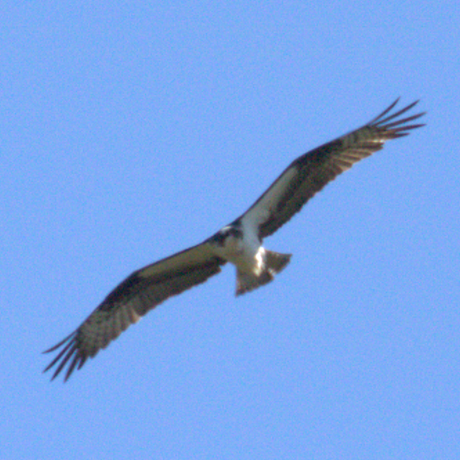 Osprey - ML621655443