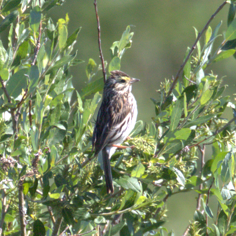 Savannah Sparrow - ML621655466