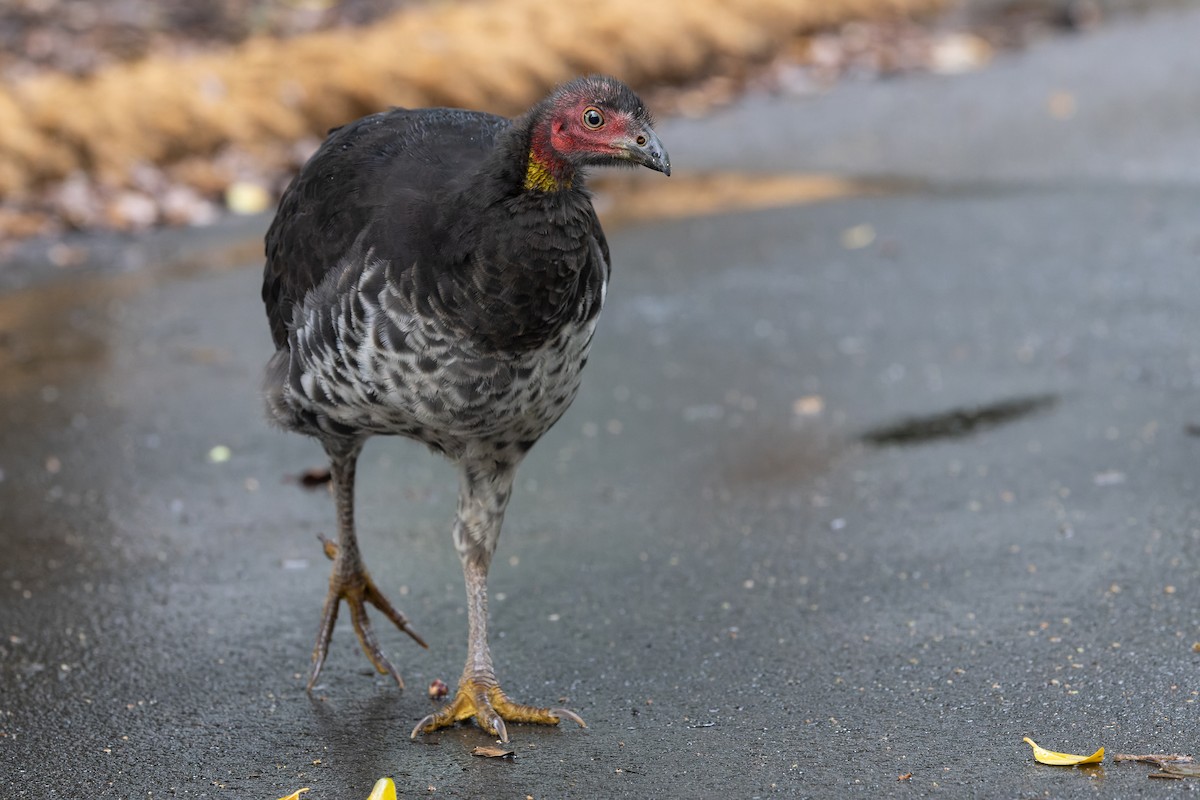 Australian Brushturkey - ML621655475