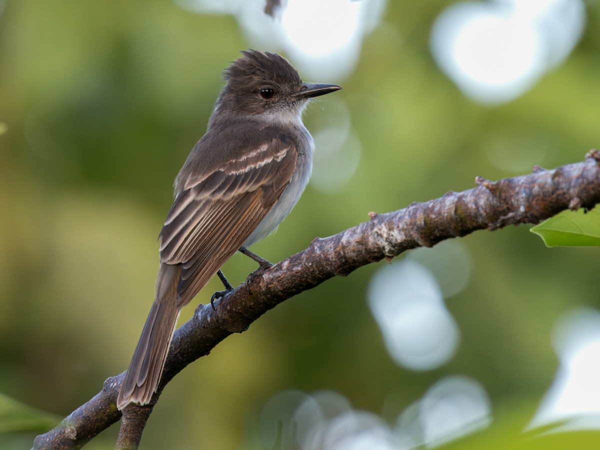 Puerto Rican Flycatcher - ML621655512