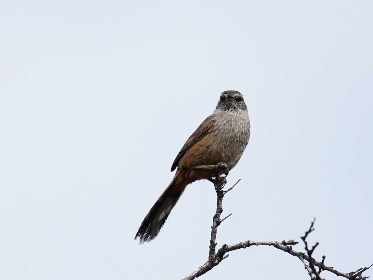 Dusky-tailed Canastero - Olivares Barraza