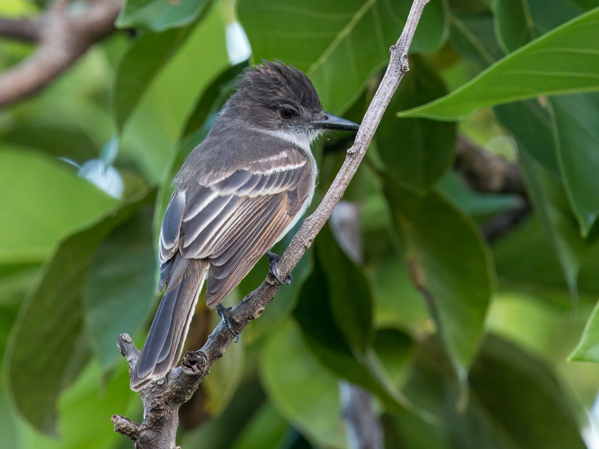 Puerto Rican Flycatcher - ML621655610