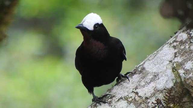 White-capped Tanager - ML621655618