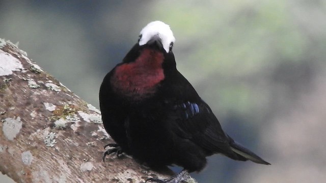 White-capped Tanager - ML621655635