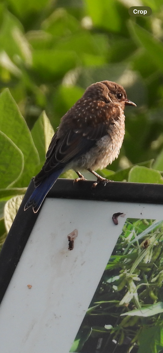 Eastern Bluebird - ML621655646