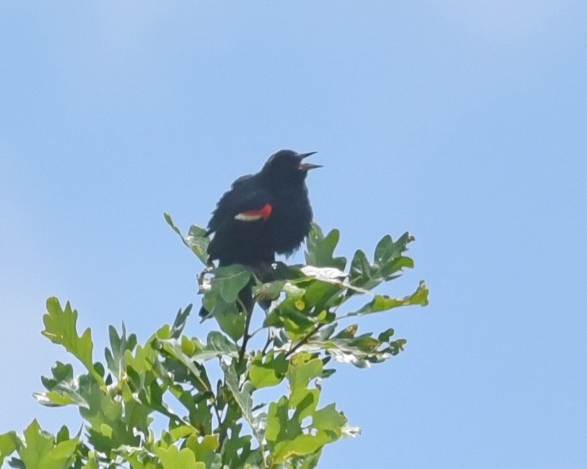 Red-winged Blackbird - ML621655686