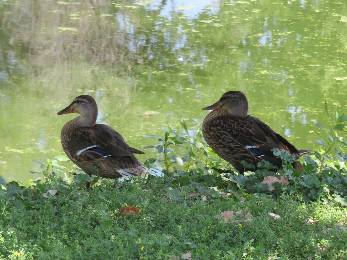 Mallard - ML621655701
