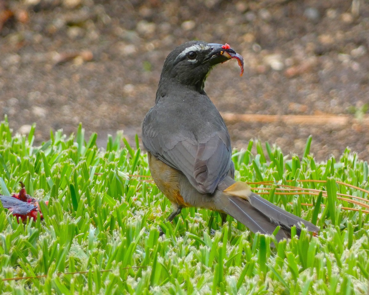Cinnamon-bellied Saltator - ML621655707