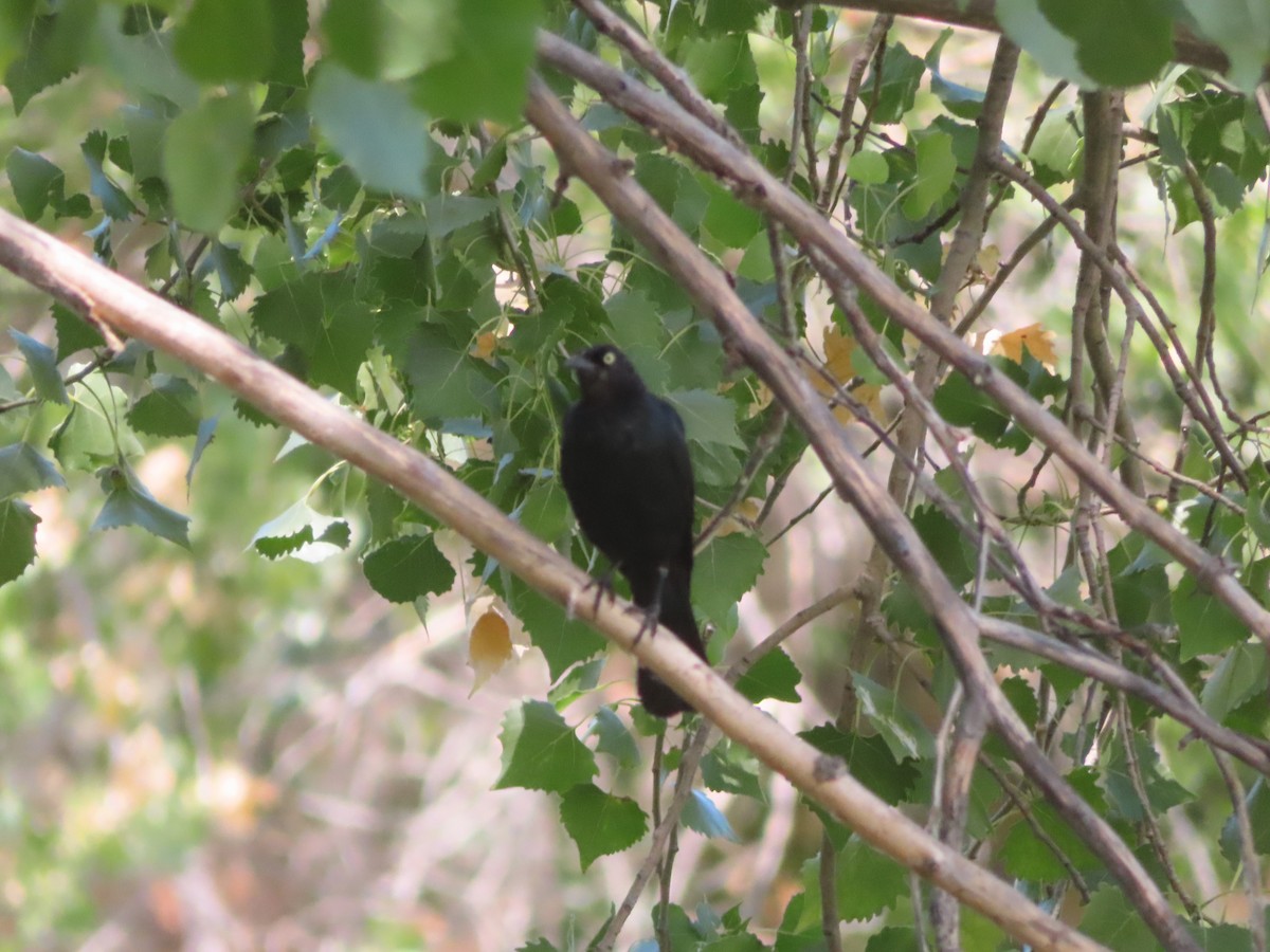 Brewer's Blackbird - ML621655739