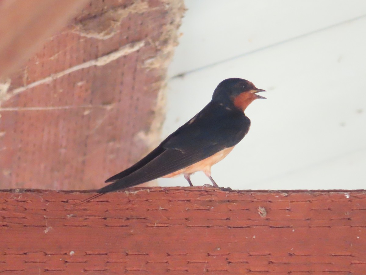 Barn Swallow - ML621655746