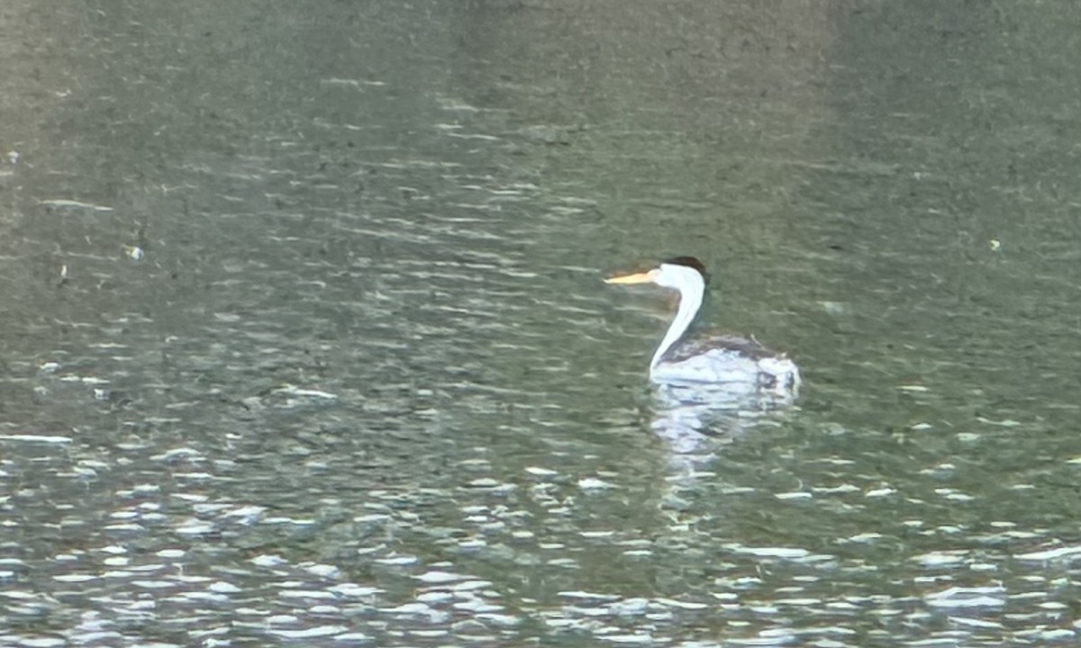 Clark's Grebe - ML621655768