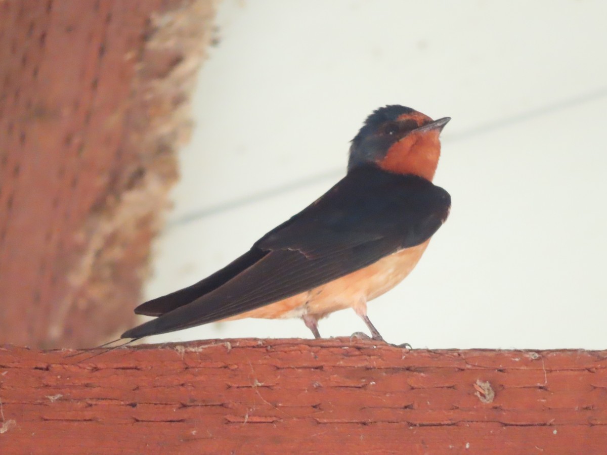Barn Swallow - ML621655774