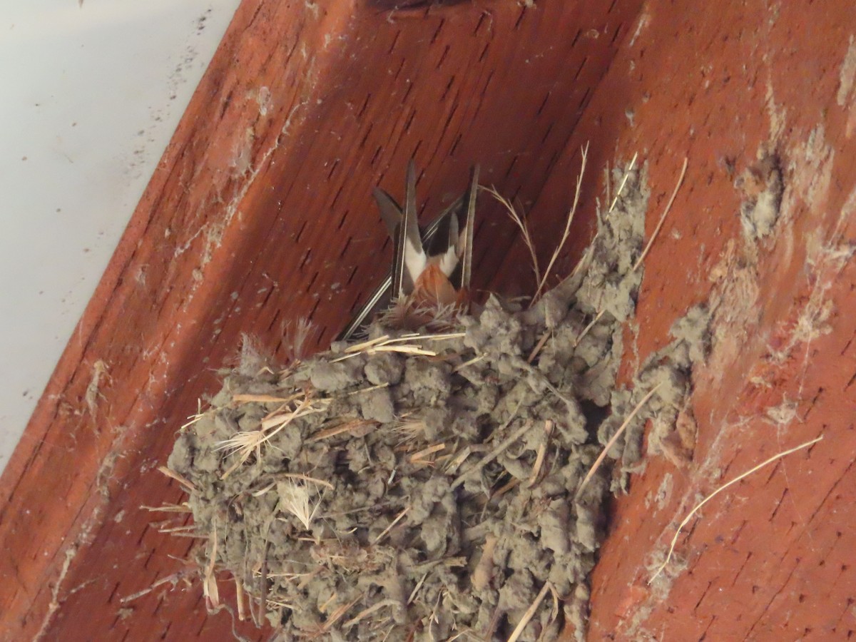 Barn Swallow - ML621655794