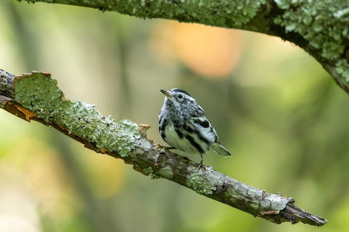 Black-and-white Warbler - ML621655876