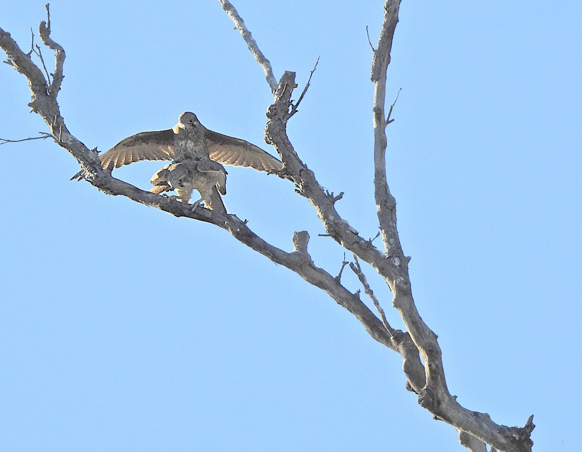 Brown Falcon - ML621655964