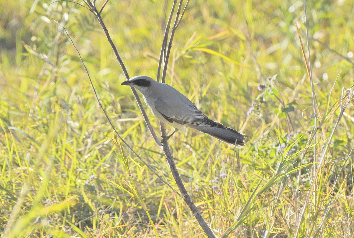 Black-faced Cuckooshrike - ML621655991