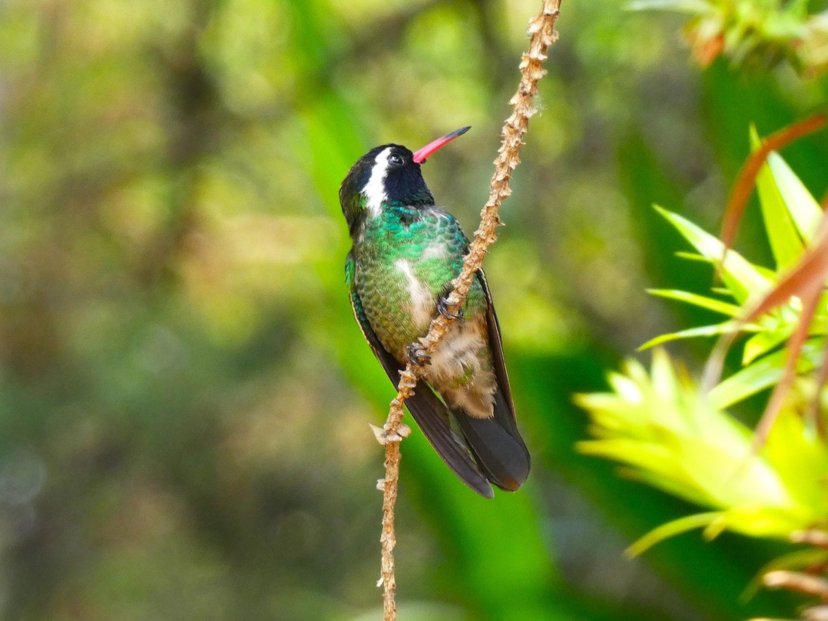 White-eared Hummingbird - ML621656042