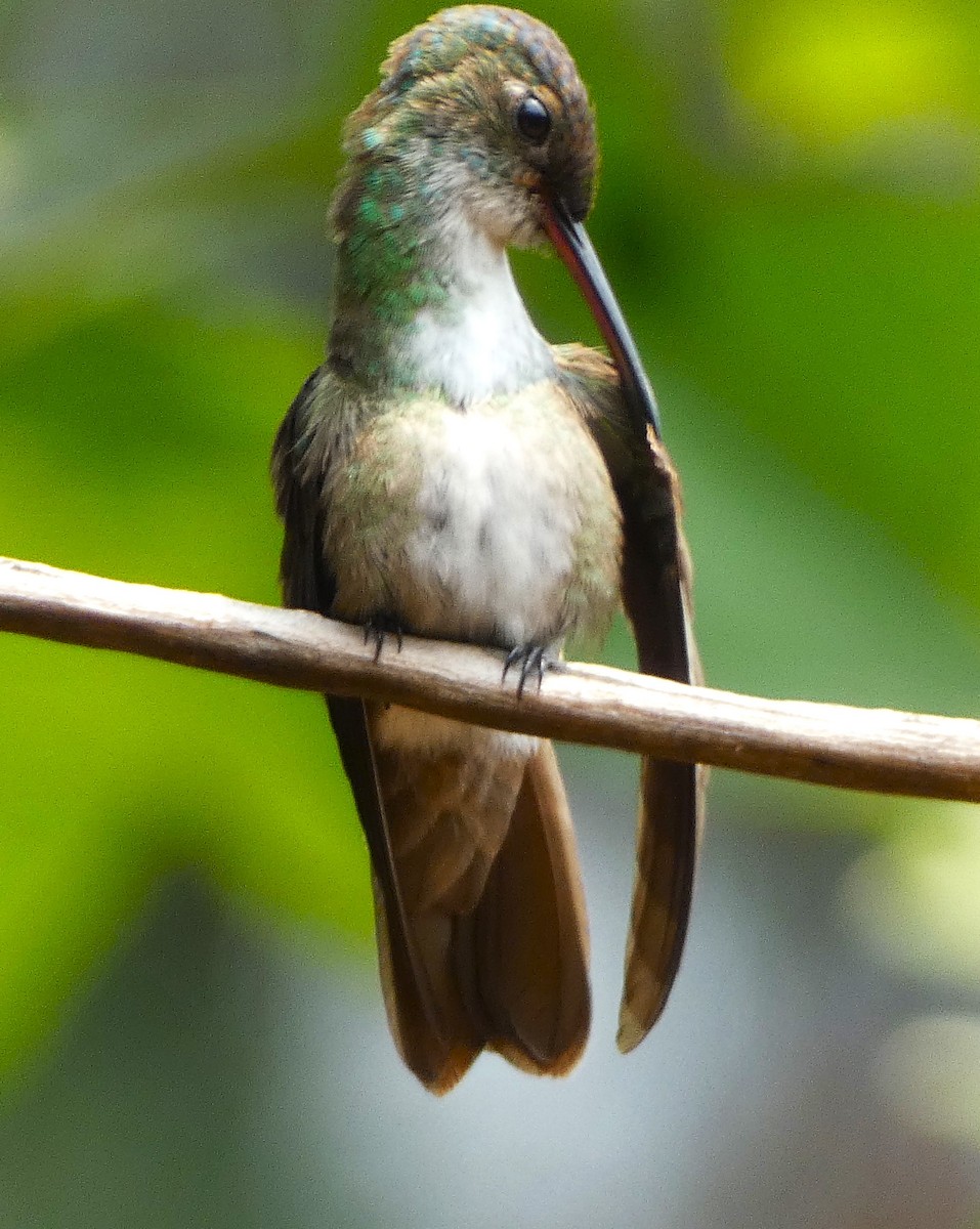Azure-crowned Hummingbird - ML621656070