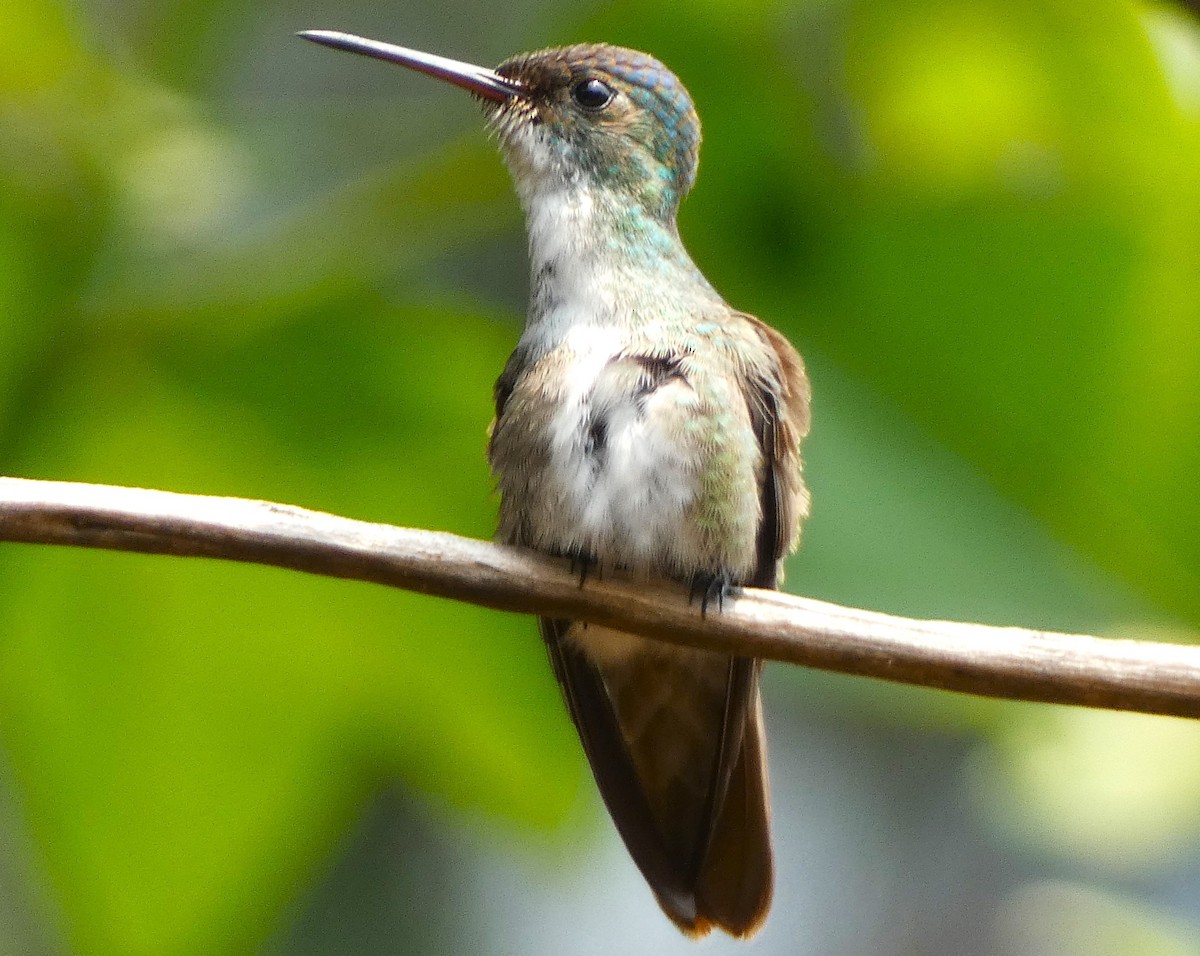 Azure-crowned Hummingbird - ML621656072