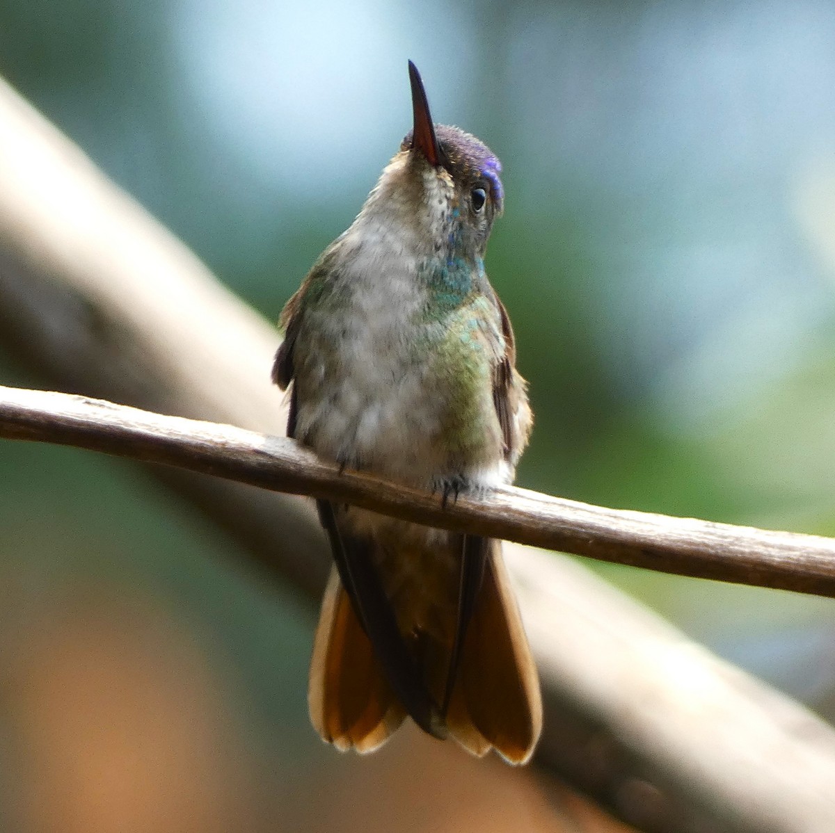 Azure-crowned Hummingbird - ML621656074