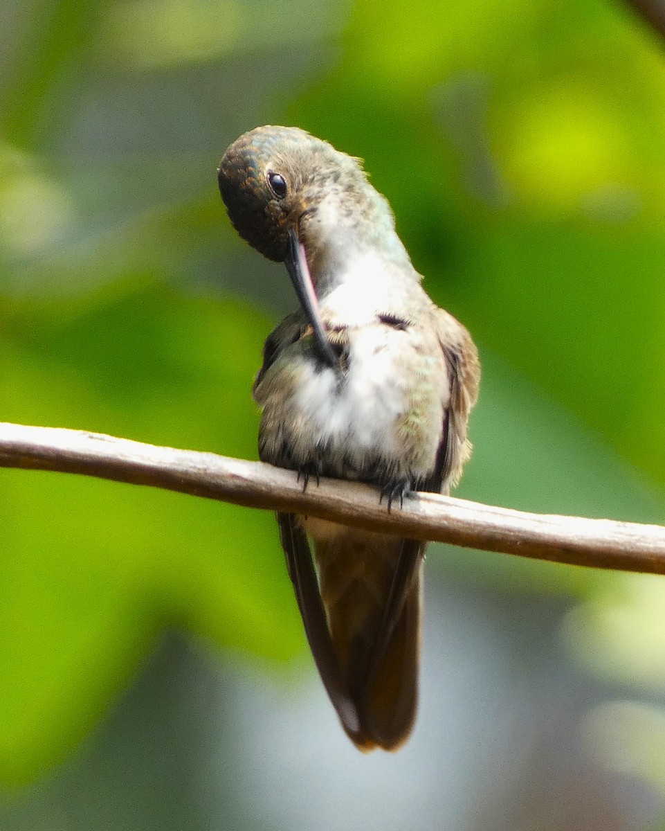 Azure-crowned Hummingbird - ML621656075