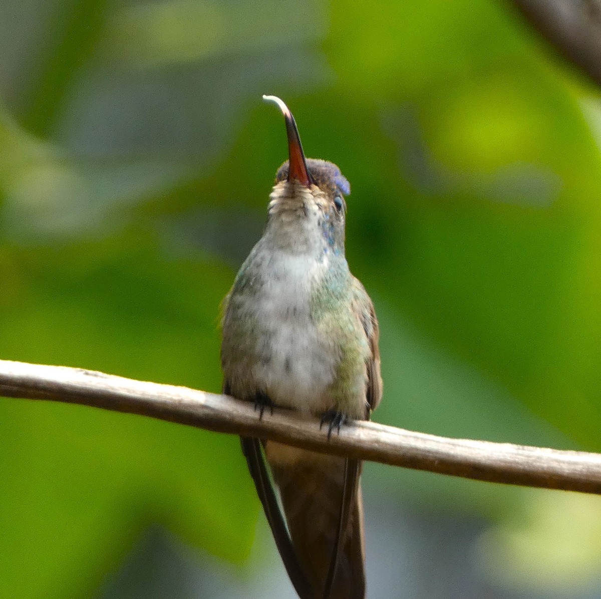Azure-crowned Hummingbird - ML621656078