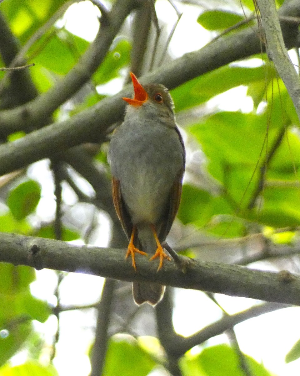 Orange-billed Nightingale-Thrush - ML621656100