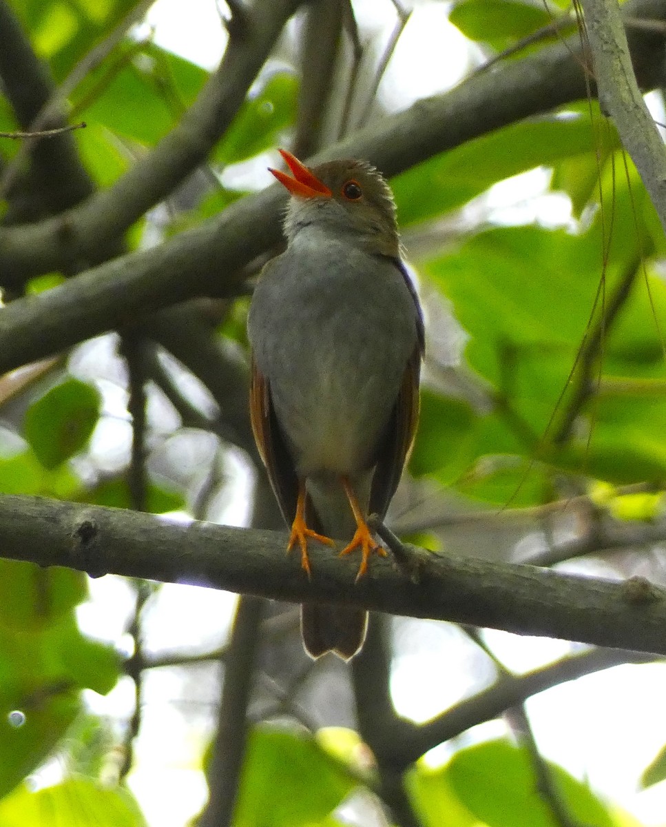 Orange-billed Nightingale-Thrush - ML621656101
