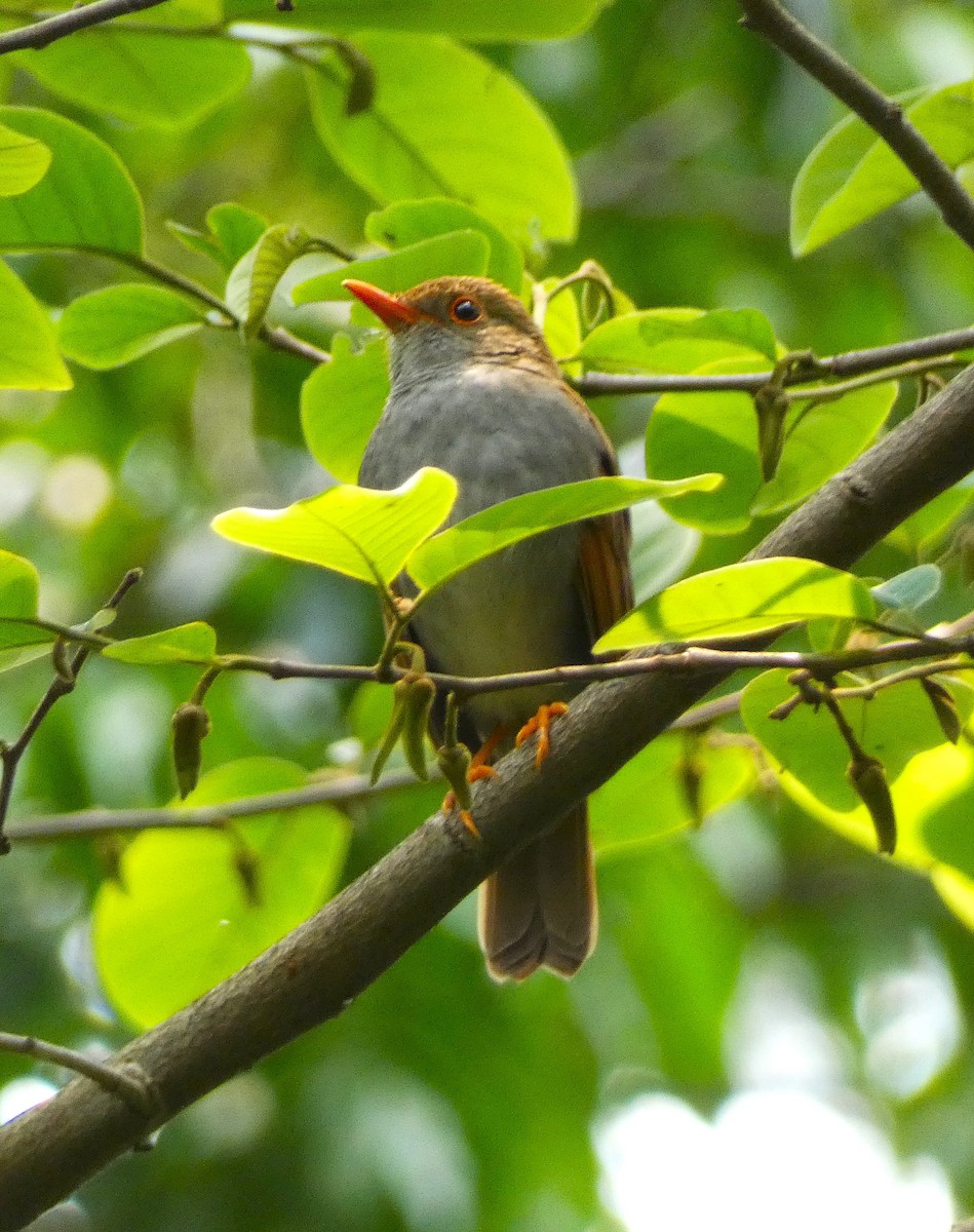 Orange-billed Nightingale-Thrush - ML621656102
