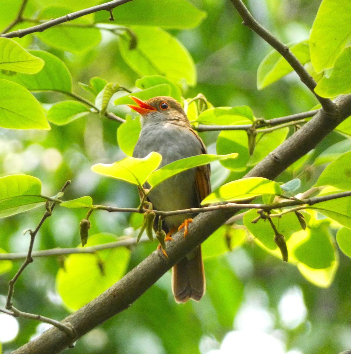 Orange-billed Nightingale-Thrush - ML621656103