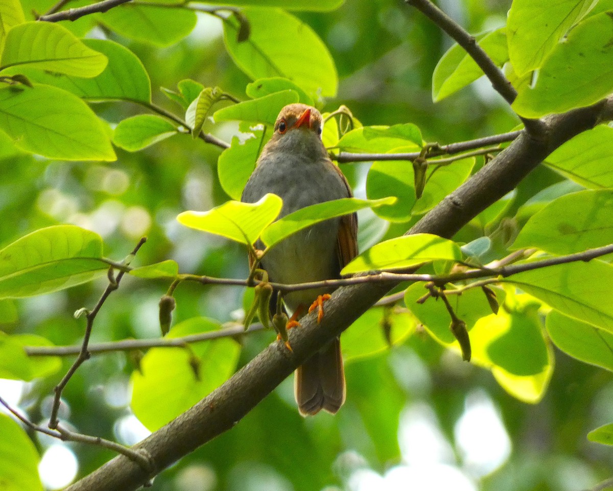 Orange-billed Nightingale-Thrush - ML621656104
