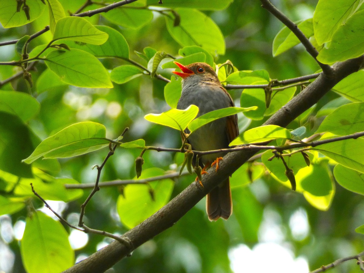 Orange-billed Nightingale-Thrush - ML621656105