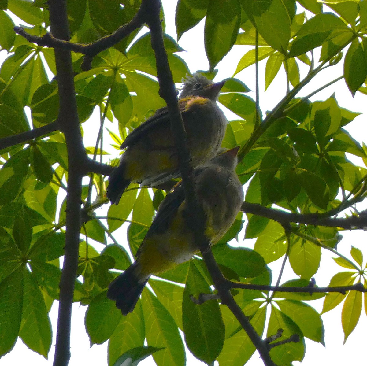 Gray Silky-flycatcher - ML621656123