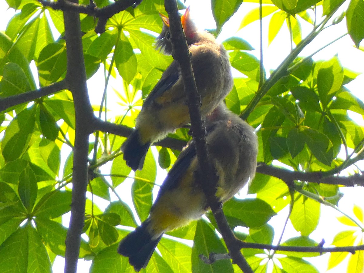 Gray Silky-flycatcher - ML621656124