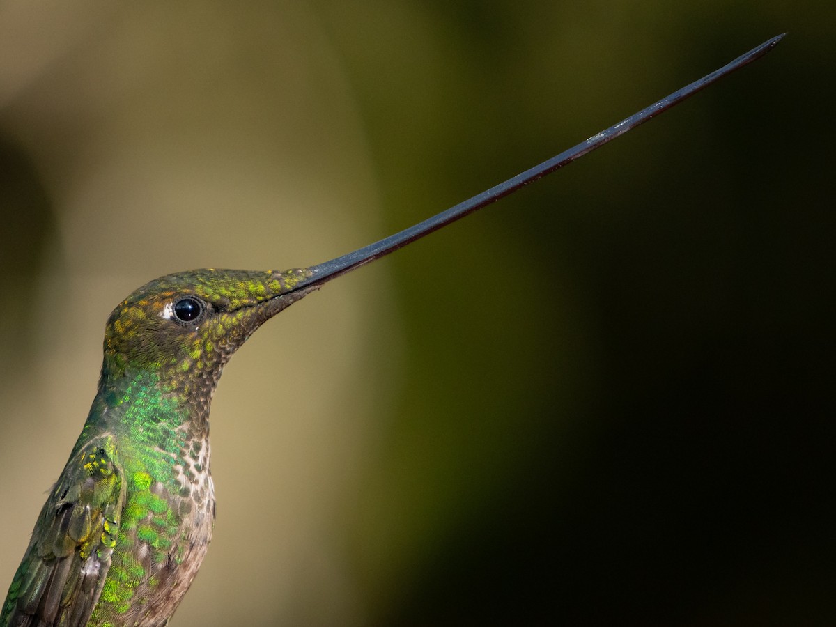Sword-billed Hummingbird - ML621656137