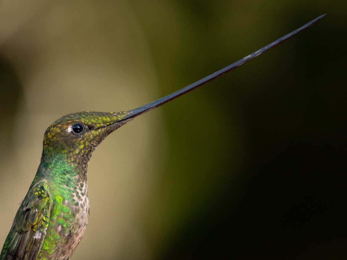 Colibri porte-épée - ML621656137