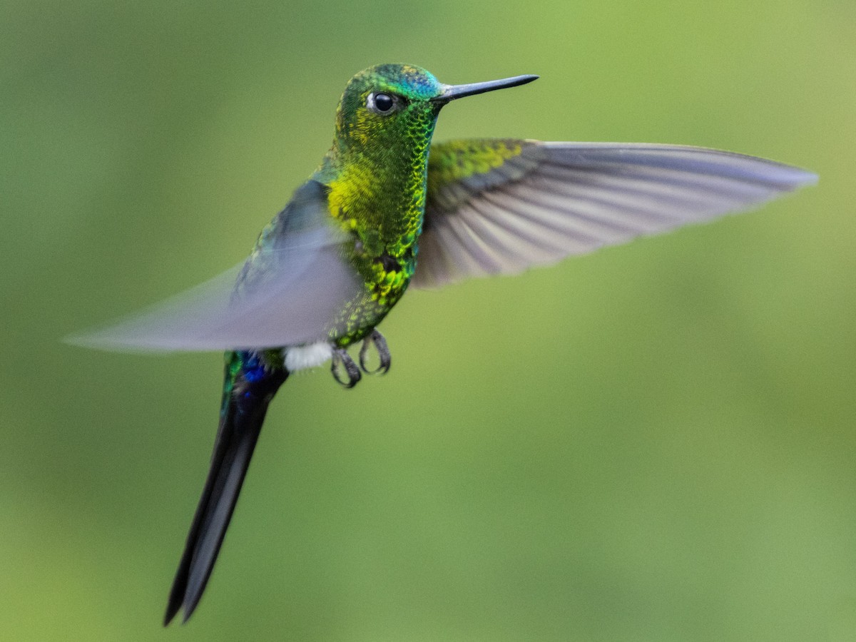 Sapphire-vented Puffleg - ML621656148