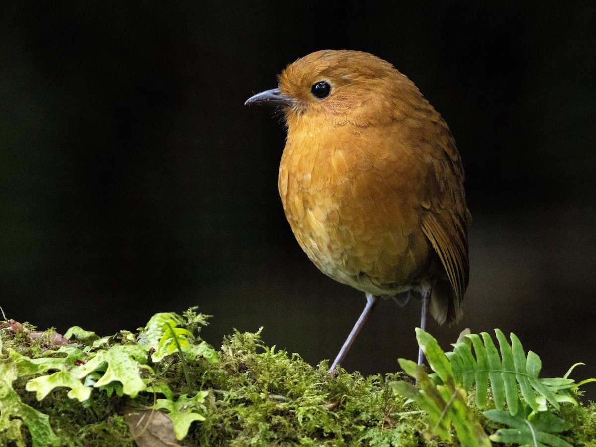 Equatorial Antpitta - ML621656183