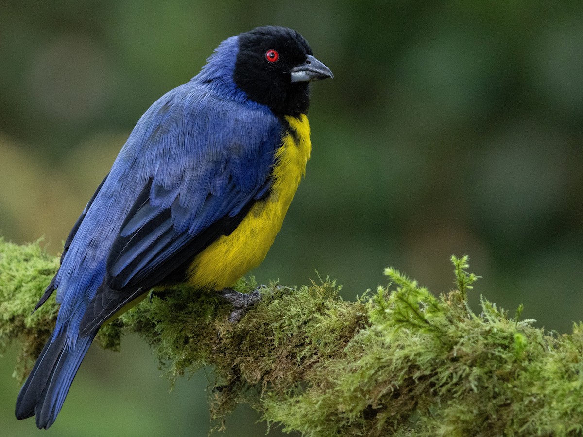 Hooded Mountain Tanager - Benny Jacobs-Schwartz