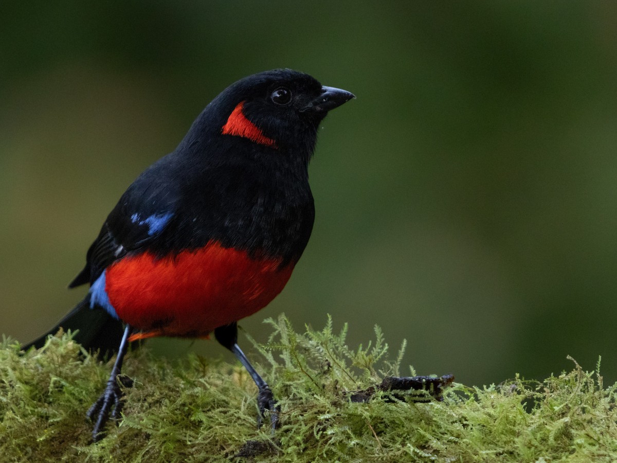 Scarlet-bellied Mountain Tanager - ML621656199