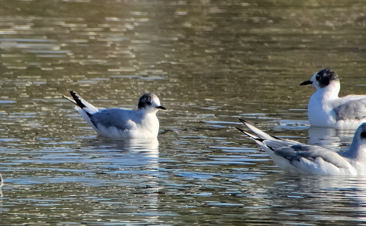 Little Gull - ML621656278