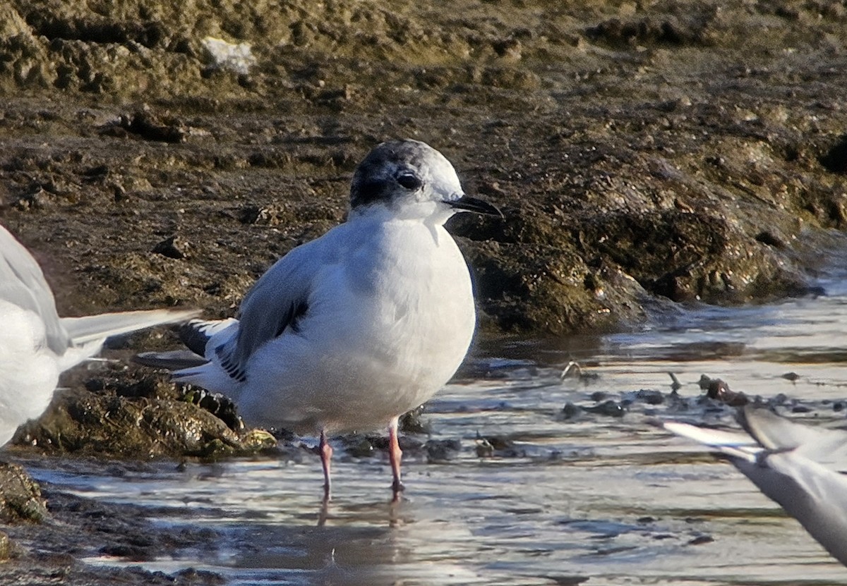 Little Gull - ML621656279